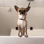La Strana Fattoria Toelettatura e Negozio Animali