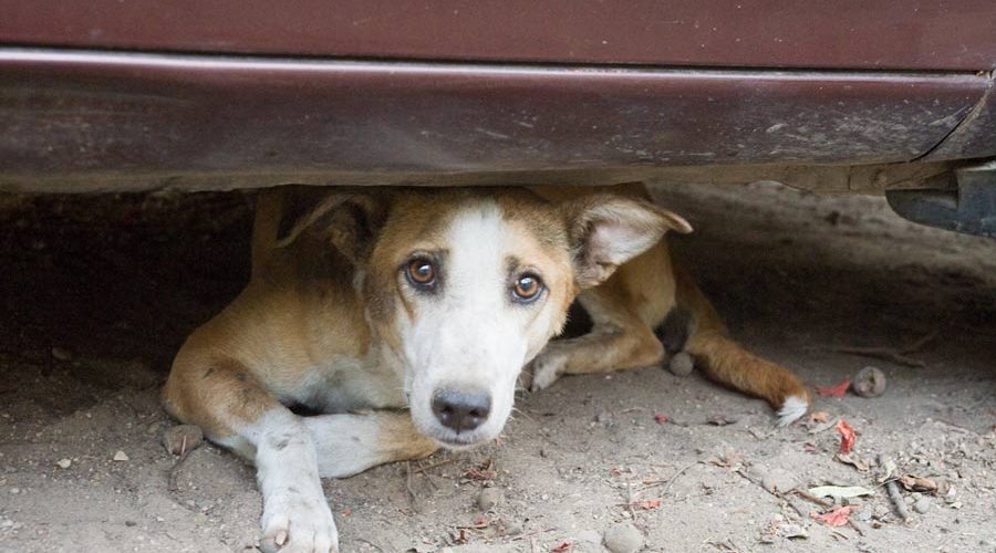 Overtime lancia l’iniziativa “Una coperta per Fido”.