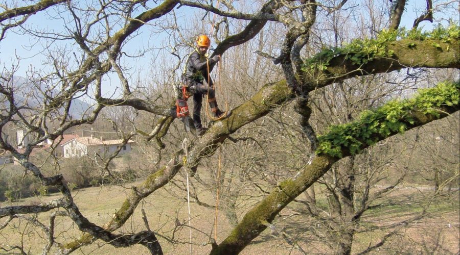 Alberi Minacciosi