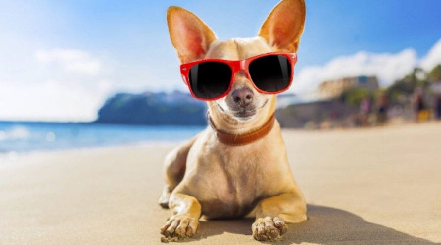 Cani in spiaggia? Come Dove e Quando