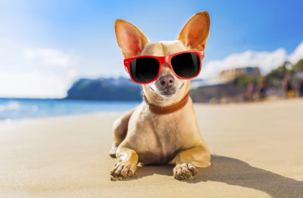 Cani In Spiaggia Come Dove E Quando Porto Recanati