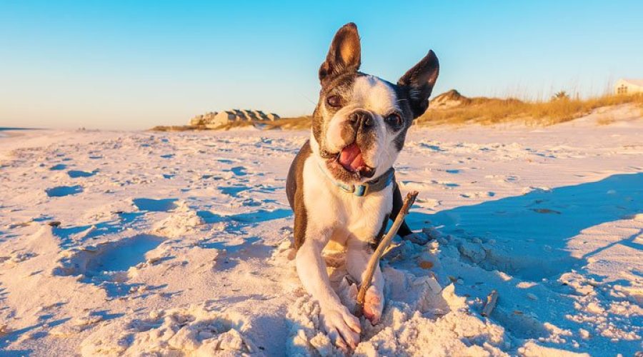 Spiagge per cani a Porto Recanati
