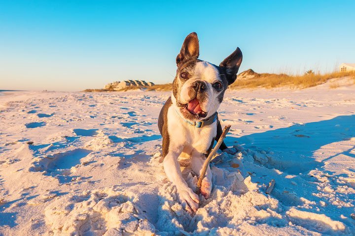 Spiagge Per Cani A Porto Recanati Porto Recanati