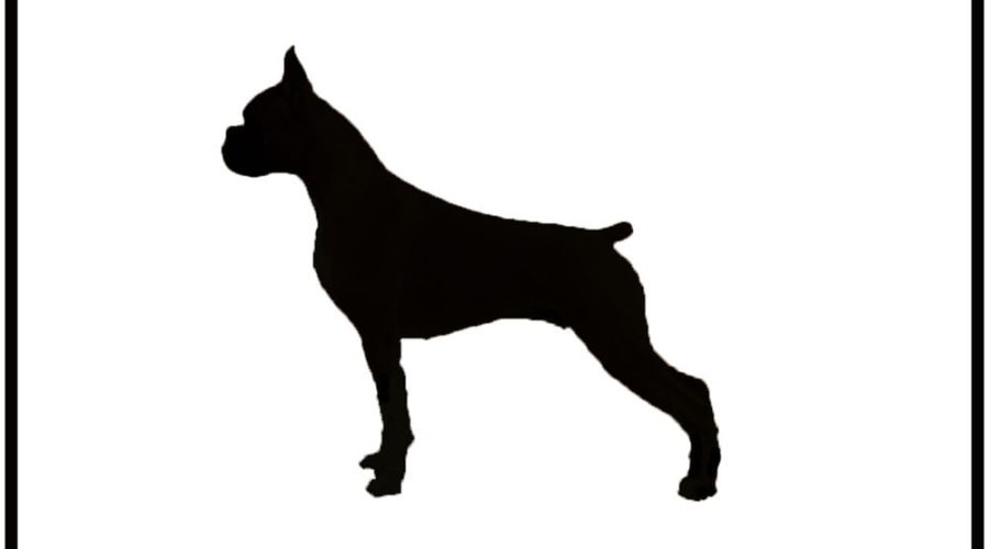 Bambino morso al volto da un cane