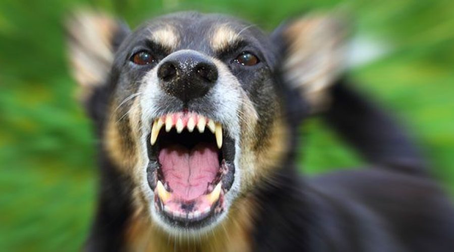 Vigilessa morsa da un cane