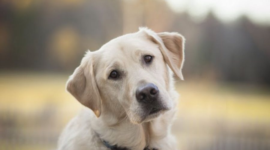 Cane investito e preso a bastonate