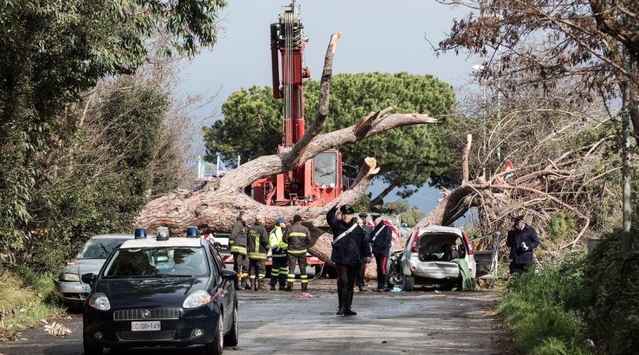 Pino cade sopra 4 auto al Camping La Pineta