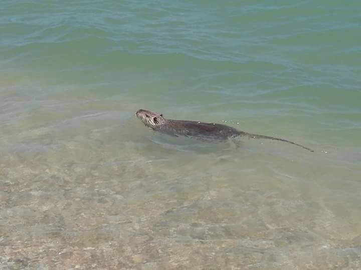 Nutria Porto Recanati Scossicci