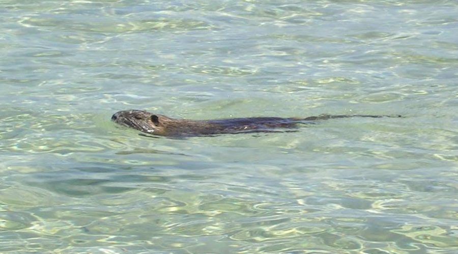 Una Nutria nuota beata nel mare in zona Scossicci