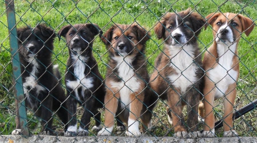 Adozioni cani e raccolta coperte Domenica 13 novembre