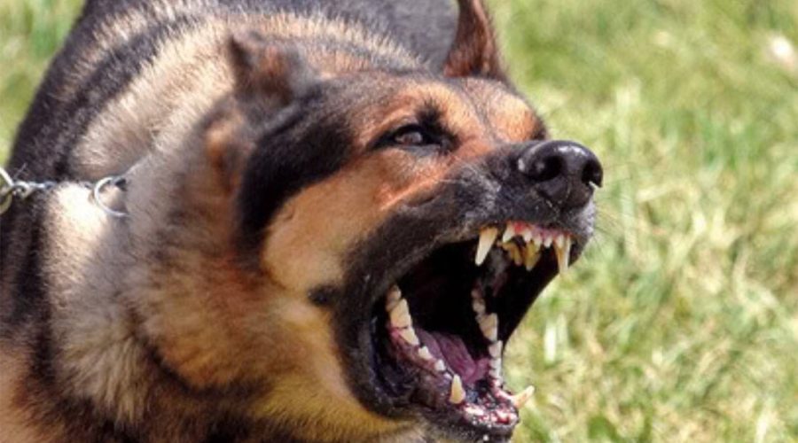 Azzannato al viso da un cane, operato d’urgenza