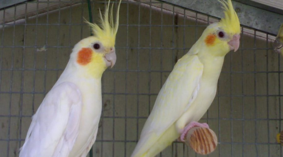 Pappagallino Smarrito Cercasi