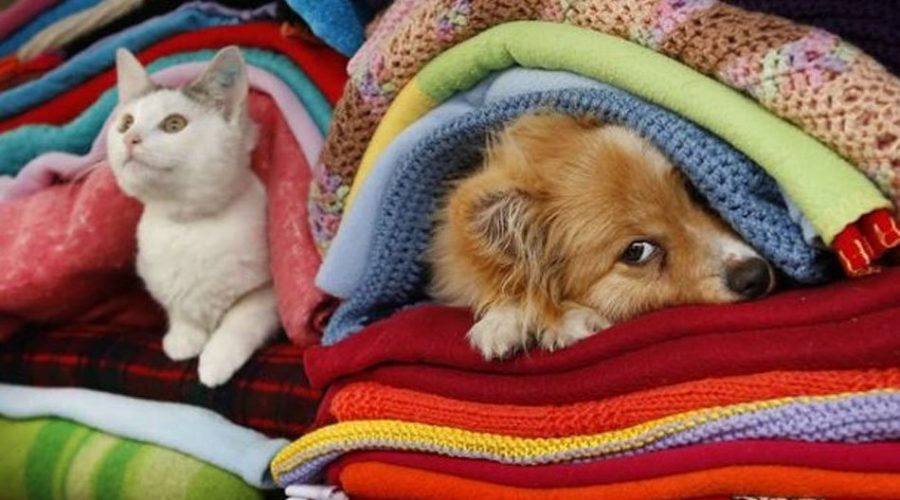 Canili al Caldo – Porto Recanati a Cuore