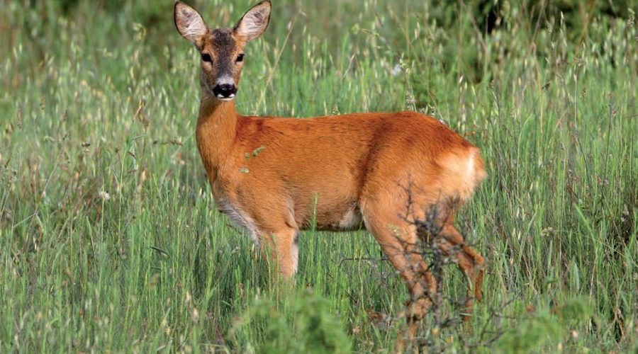 Capriolo investito da un’auto a Montarice