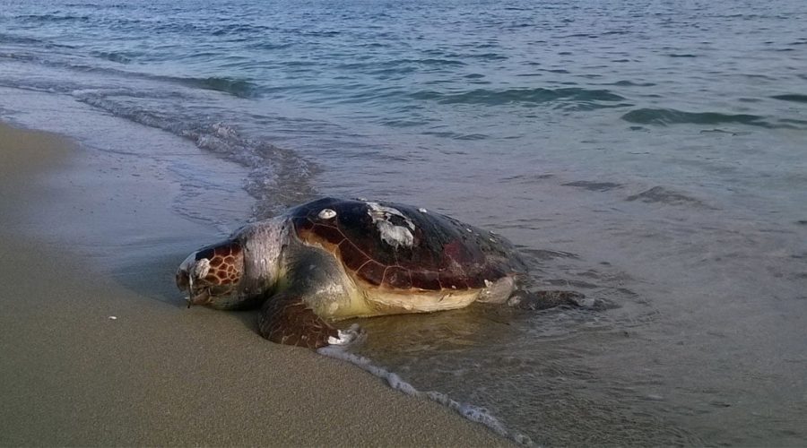 Soccorsa a Scossicci una tartaruga marina spiaggiata