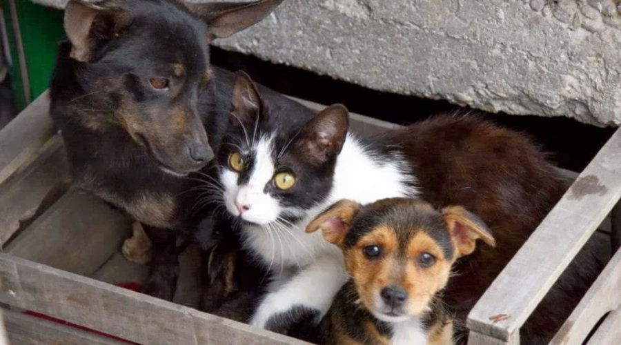 Adozioni cani e gatti, raccolta alimenti, coperte e farmaci Domenica 19 febbraio