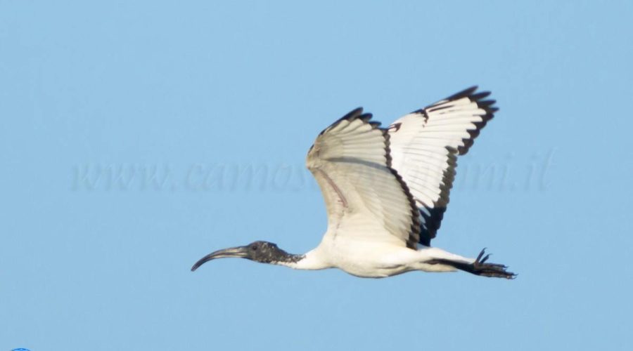 Il raro Ibis Sacro vola sul cielo di Porto Recanati