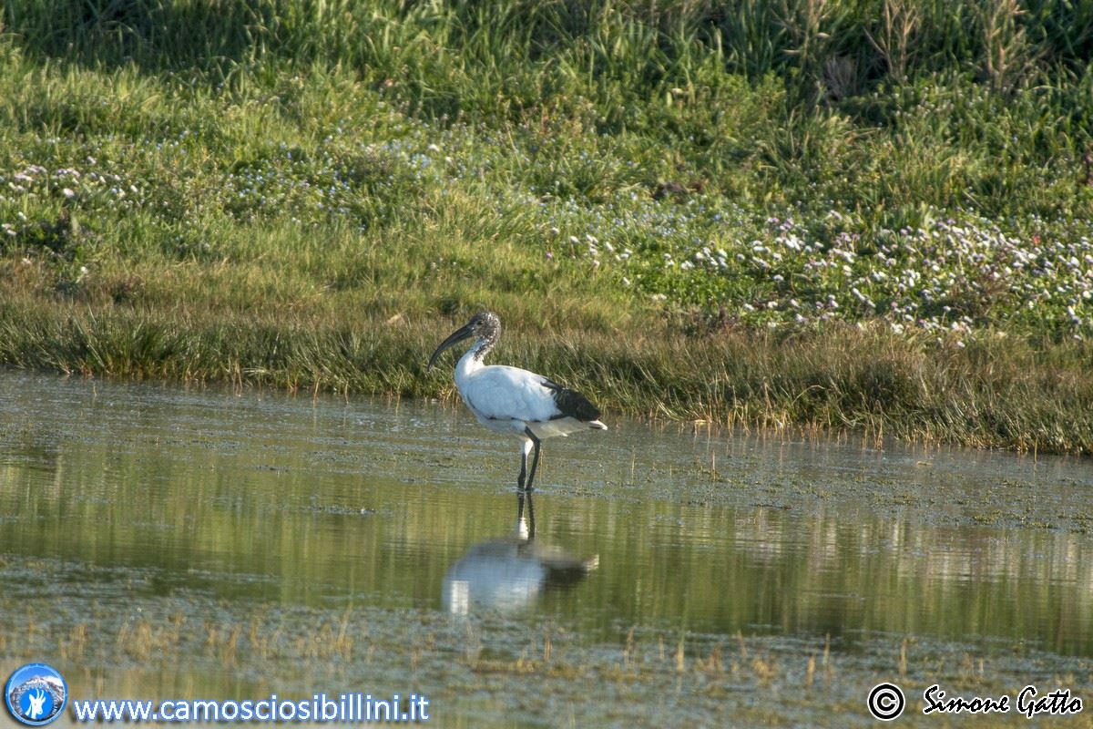 Ibis sacro Threskiornis aethiopicus Latham