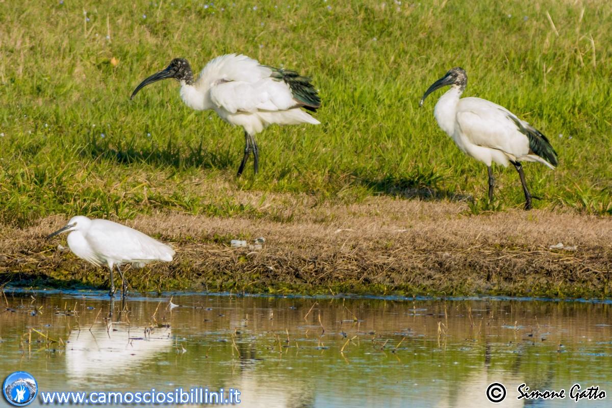 Ibis sacro Threskiornis aethiopicus Latham