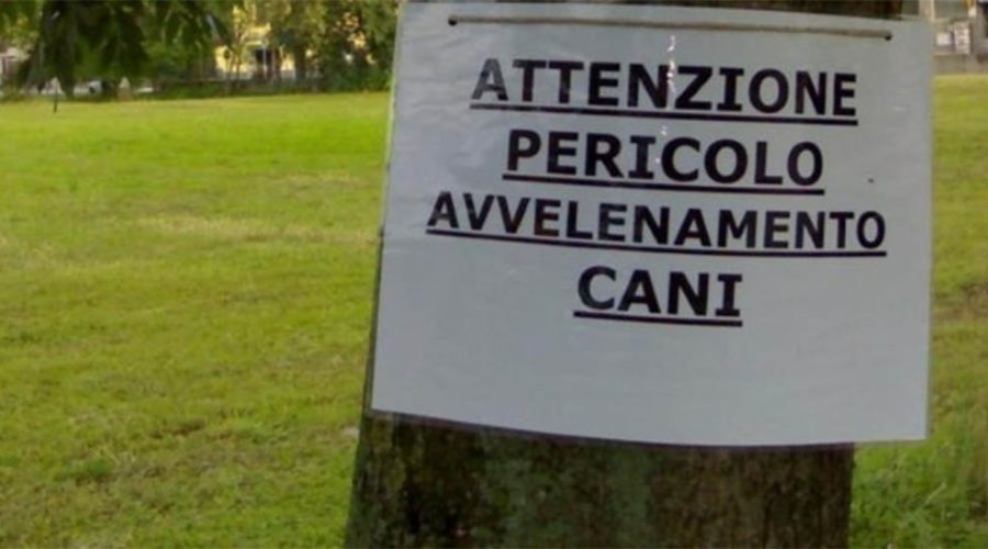 Cani e gatti avvelenati: sgomento e rabbia tra i residenti di Montarice