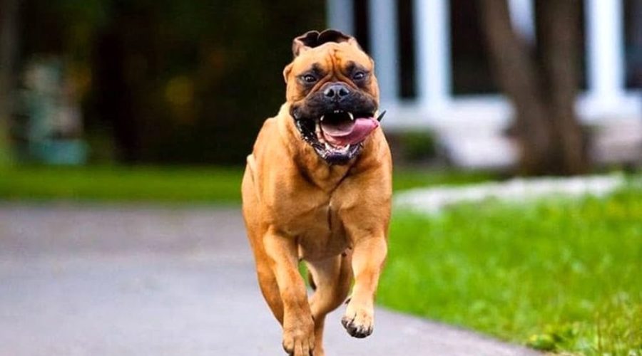 Bullmastiff aggredisce e ferisce gravemente un barboncino
