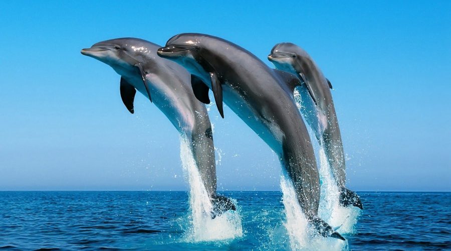Delfini nuotano e giocano vicino alla riva