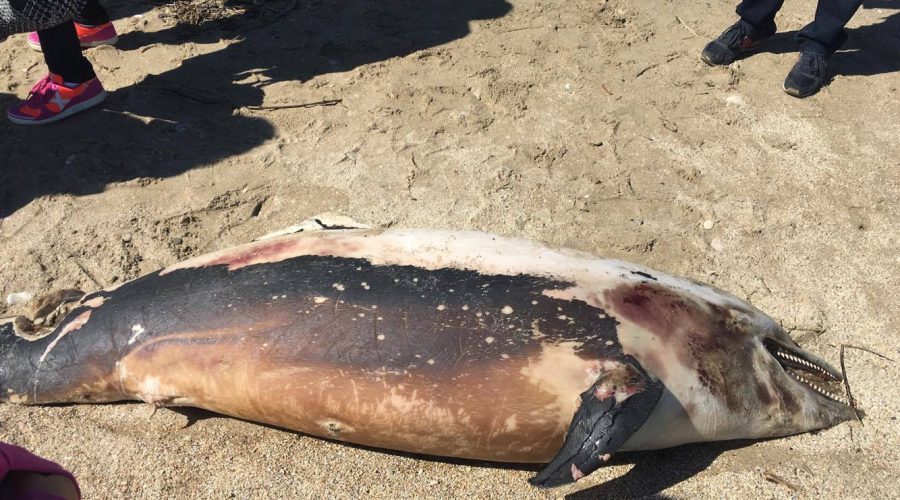 Trovato un delfino morto in riva alla spiaggia