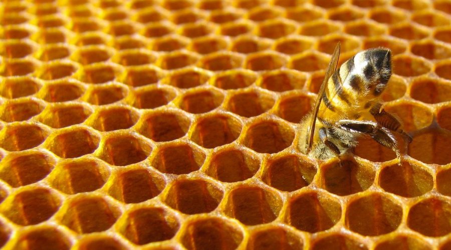 Le api sono ancora un problema