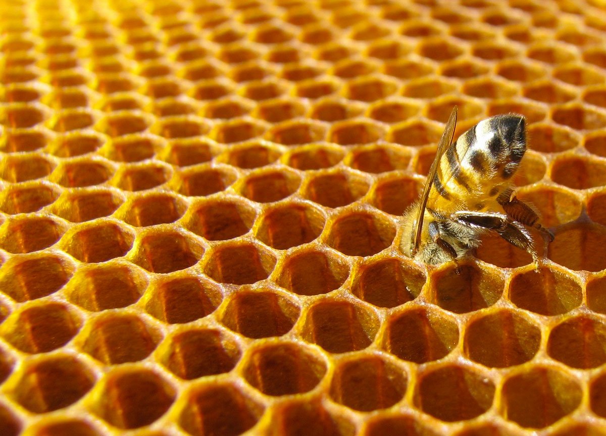 Le api sono ancora un problema - Porto Recanati (Comunicati Stampa) (Registrazione) (Blog)