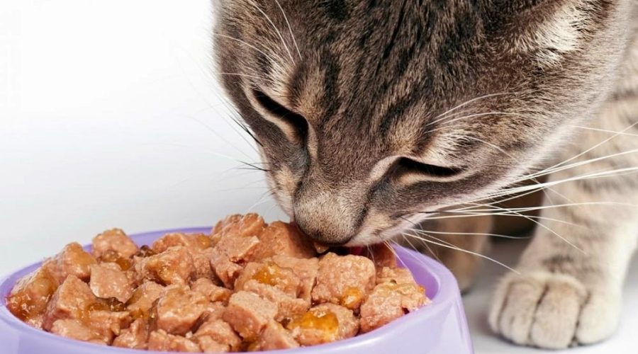 Presunto avvelenamento di una colonia felina nella zona Sud di Porto Recanati
